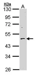 Anti-Cyclin B2 antibody used in Western Blot (WB). GTX111118