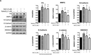 Anti-SMAD2 / SMAD3 antibody used in Western Blot (WB). GTX111123