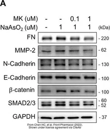 Anti-SMAD2 / SMAD3 antibody used in Western Blot (WB). GTX111123