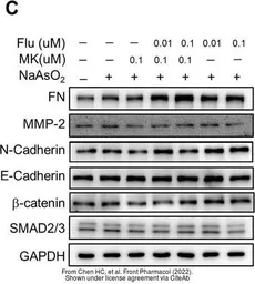 Anti-SMAD2 / SMAD3 antibody used in Western Blot (WB). GTX111123