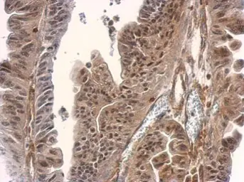Anti-SMAD2 / SMAD3 antibody used in IHC (Paraffin sections) (IHC-P). GTX111123