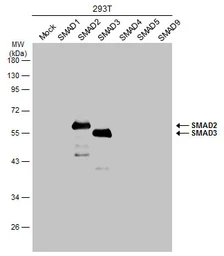Anti-SMAD2 / SMAD3 antibody used in Western Blot (WB). GTX111123