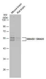Anti-SMAD2 / SMAD3 antibody used in Western Blot (WB). GTX111123