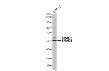 Anti-SMAD2 / SMAD3 antibody used in Western Blot (WB). GTX111123