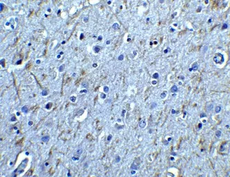 Anti-GDNF Receptor alpha 1 antibody used in IHC (Paraffin sections) (IHC-P). GTX11115