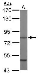 Anti-HSC70 antibody [C1C3] used in Western Blot (WB). GTX111150