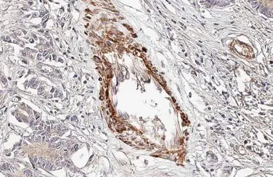 Anti-Wnt5a antibody used in IHC (Paraffin sections) (IHC-P). GTX111187