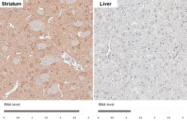 Anti-GSK3 beta antibody [C1C3] used in IHC (Paraffin sections) (IHC-P). GTX111192
