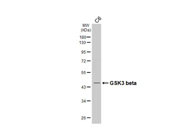 Anti-GSK3 beta antibody [C1C3] used in Western Blot (WB). GTX111192