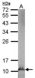 Anti-NDUFB3 antibody used in Western Blot (WB). GTX111211