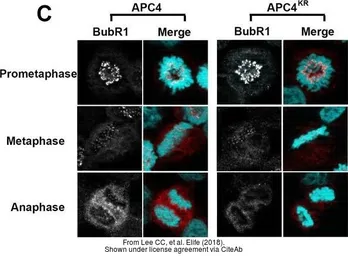 Anti-BUB1B antibody [N2C1], Internal used in Immunocytochemistry/ Immunofluorescence (ICC/IF). GTX111289