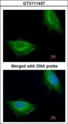 Anti-ADCK1 antibody [N1N3] used in Immunocytochemistry/ Immunofluorescence (ICC/IF). GTX111437
