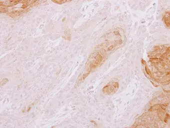 Anti-TXNDC3 antibody [N3C3] used in IHC (Paraffin sections) (IHC-P). GTX111512