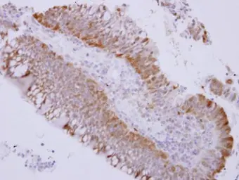 Anti-Caspase 1 antibody used in IHC (Paraffin sections) (IHC-P). GTX111630