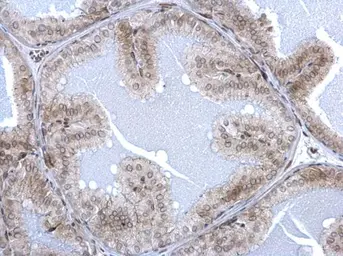 Anti-Lamin A + C antibody used in IHC (Paraffin sections) (IHC-P). GTX111677