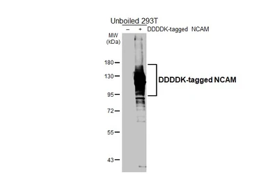 Anti-NCAM antibody used in Western Blot (WB). GTX111684