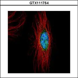 Anti-PLK4 antibody used in Immunocytochemistry/ Immunofluorescence (ICC/IF). GTX111754