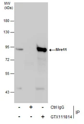 Anti-Mre11 antibody [C1C3-2] used in Immunoprecipitation (IP). GTX111814