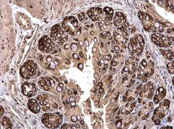 Anti-PLK2 antibody [C1C3] used in IHC (Paraffin sections) (IHC-P). GTX112022