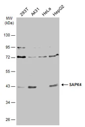 Anti-SAPK4 antibody [N1C3] used in Western Blot (WB). GTX112033