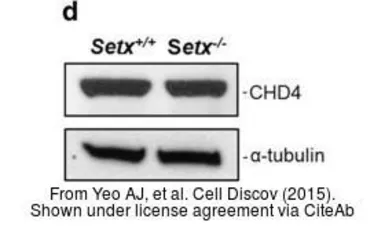Anti-alpha Tubulin antibody used in Western Blot (WB). GTX112141