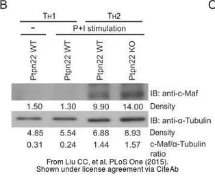Anti-alpha Tubulin antibody used in Western Blot (WB). GTX112141
