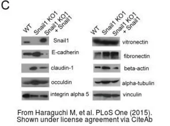 Anti-alpha Tubulin antibody used in Western Blot (WB). GTX112141