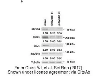 Anti-alpha Tubulin antibody used in Western Blot (WB). GTX112141