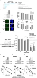Anti-alpha Tubulin antibody used in Western Blot (WB). GTX112141