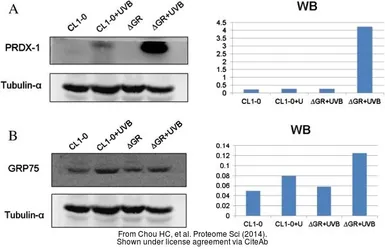 Anti-alpha Tubulin antibody used in Western Blot (WB). GTX112141