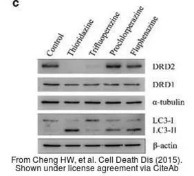 Anti-alpha Tubulin antibody used in Western Blot (WB). GTX112141