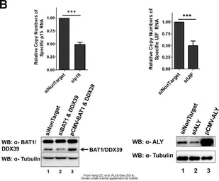 Anti-alpha Tubulin antibody used in Western Blot (WB). GTX112141