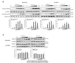 Anti-alpha Tubulin antibody used in Western Blot (WB). GTX112141