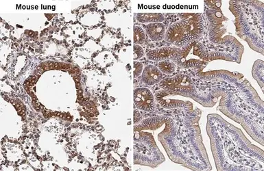 Anti-alpha Tubulin antibody used in IHC (Paraffin sections) (IHC-P). GTX112141