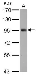 Anti-SH2D3C antibody [C2C3], C-term used in Western Blot (WB). GTX112162