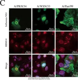 Anti-RBM14 antibody [N1N2], N-term used in Immunocytochemistry/ Immunofluorescence (ICC/IF). GTX112293