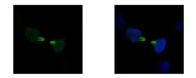 Anti-KIF22 antibody [N3C2], Internal used in Immunocytochemistry/ Immunofluorescence (ICC/IF). GTX112357
