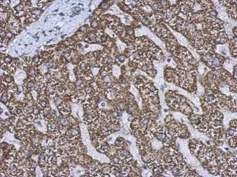 Anti-GLUD1 + GLUD2 antibody used in IHC (Paraffin sections) (IHC-P). GTX112361