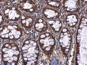 Anti-AFM antibody used in IHC (Paraffin sections) (IHC-P). GTX112390