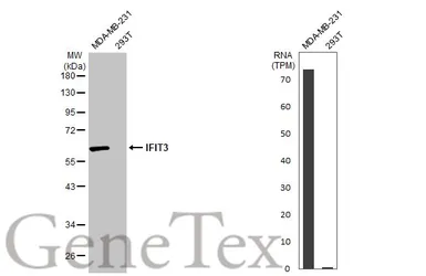 Anti-IFIT3 antibody used in Western Blot (WB). GTX112442