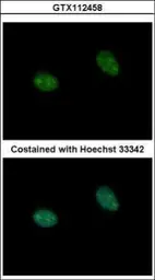 Anti-PRICKLE3 antibody [N1N3] used in Immunocytochemistry/ Immunofluorescence (ICC/IF). GTX112458