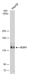 Anti-IGSF1 antibody [C1C2], Internal used in Western Blot (WB). GTX112633