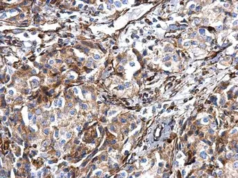 Anti-Vimentin antibody used in IHC (Paraffin sections) (IHC-P). GTX112661