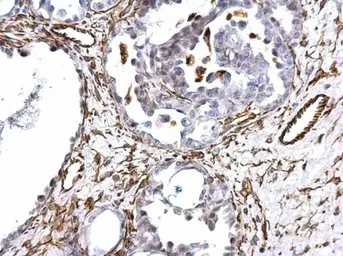 Anti-Vimentin antibody used in IHC (Paraffin sections) (IHC-P). GTX112661