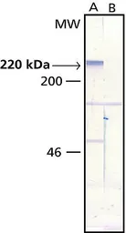 Anti-MAP2 antibody [AP-20] used in Western Blot (WB). GTX11268