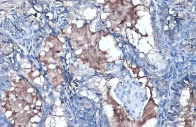Anti-Apolipoprotein A1 antibody used in IHC (Paraffin sections) (IHC-P). GTX112692