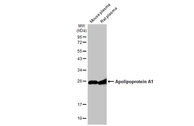 Anti-Apolipoprotein A1 antibody used in Western Blot (WB). GTX112692
