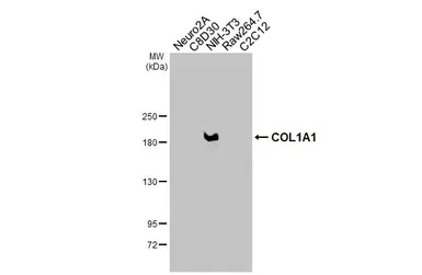 Anti-COL1A1 antibody [N1N2], N-term used in Western Blot (WB). GTX112731