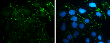 Anti-N-Cadherin antibody [N1N3] used in Immunocytochemistry/ Immunofluorescence (ICC/IF). GTX112734
