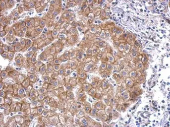 Anti-N-Cadherin antibody [N1N3] used in IHC (Paraffin sections) (IHC-P). GTX112734